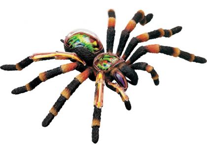 4D Anatomický model -  Pavouk Tarantule