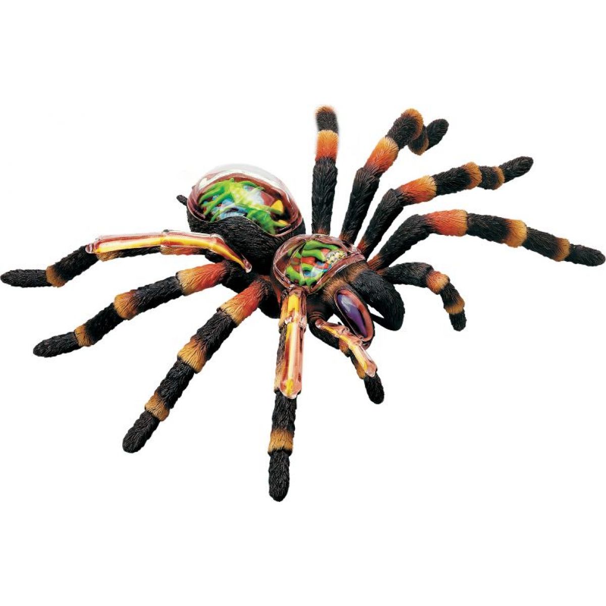 4D Anatomický model -  Pavouk Tarantule #1