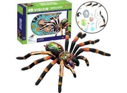 4D Anatomický model -  Pavouk Tarantule