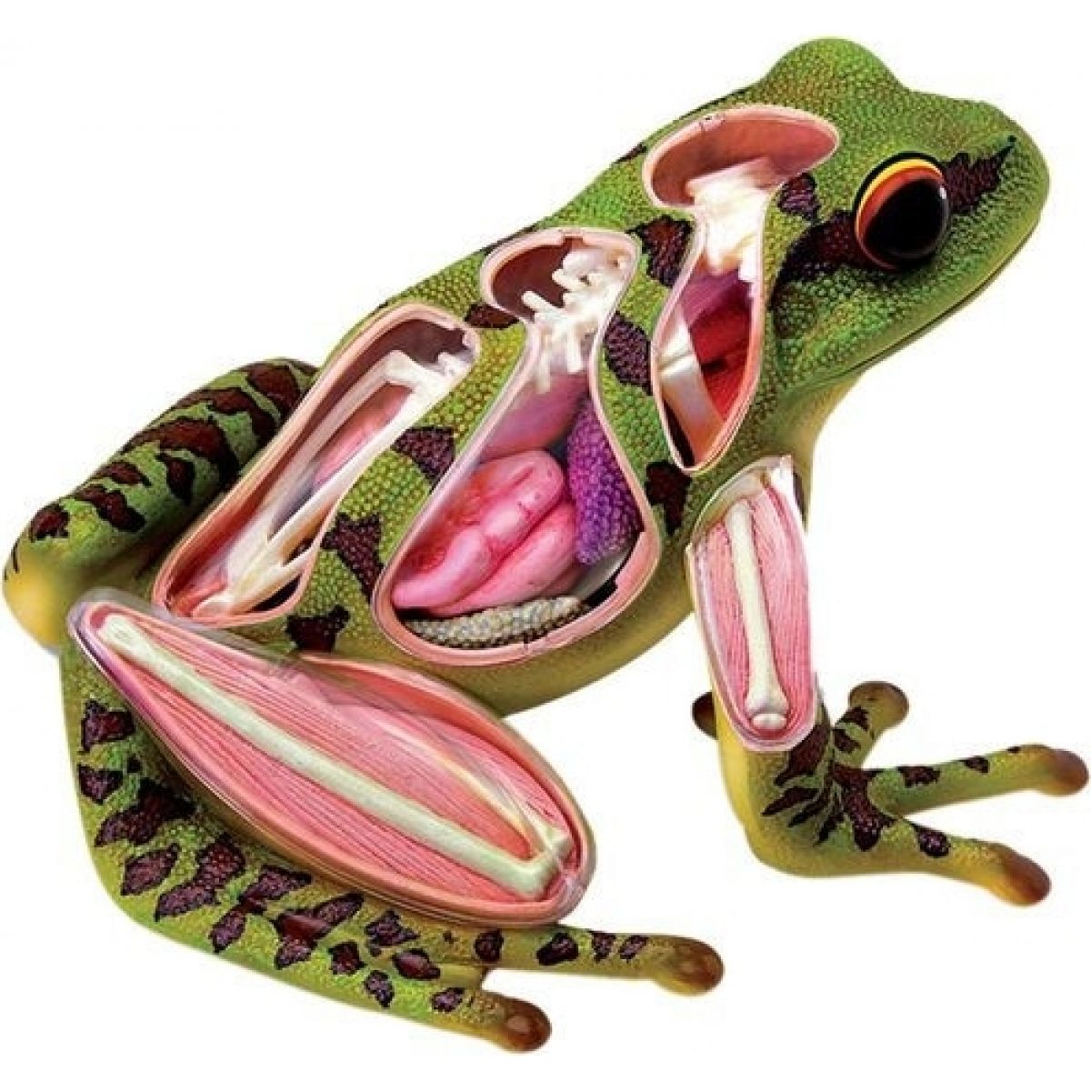 4D Anatomický model -  Žába