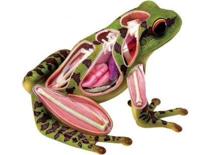 4D Anatomický model -  Žába