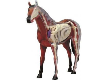 4D Anatomický model - Kůň