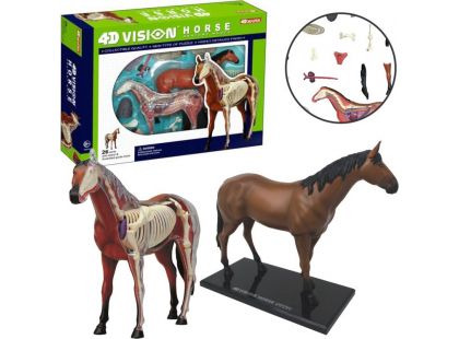 4D Anatomický model - Kůň