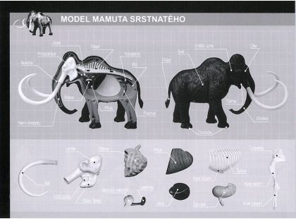 4D Anatomický model - Mamut