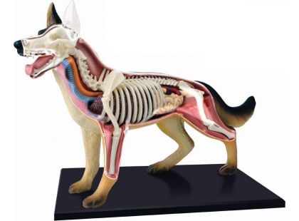 4D Anatomický model - Pes