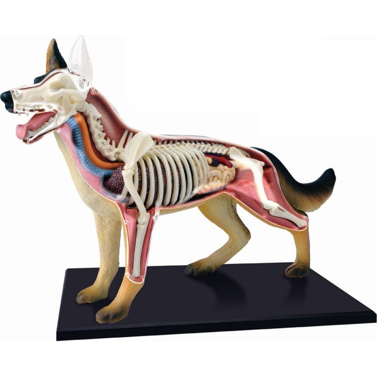 4D Anatomický model - Pes