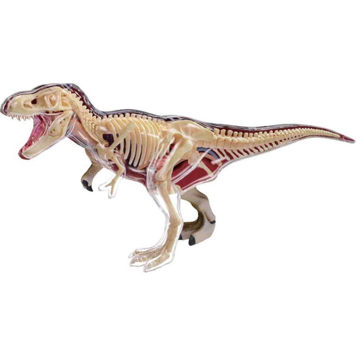 4D Anatomický model - T-Rex