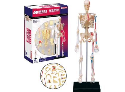 4D Anatomie člověka - kostra