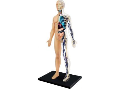 4D Anatomie člověka - tělo