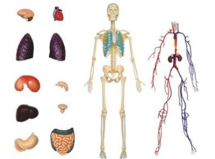4D Master - Anatomie člověka - 1 polovina těla 33 cm - Poškozený obal