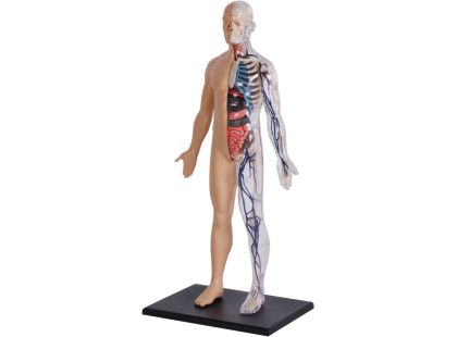 4D Master - Anatomie člověka - 1 polovina těla 33 cm - Poškozený obal