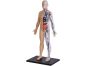 4D Master - Anatomie člověka - 1 polovina těla 33 cm - Poškozený obal 3