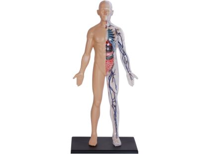 4D Master - Anatomie člověka - 1 polovina těla 33 cm - Poškozený obal