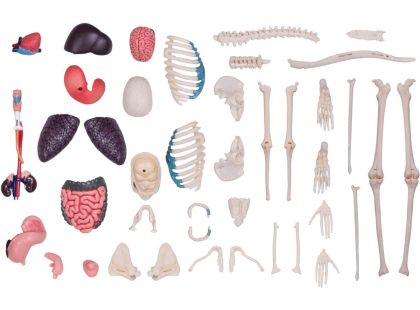 4D Master - Anatomie člověka - 1 polovina těla 33 cm - Poškozený obal