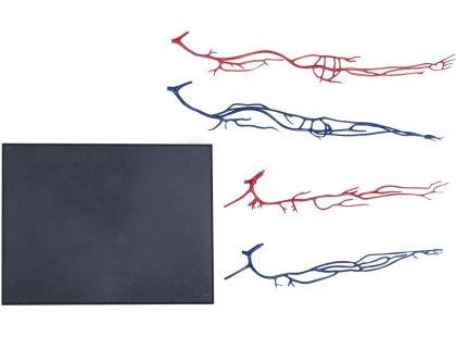 4D Master - Anatomie člověka - 1 polovina těla 33 cm - Poškozený obal