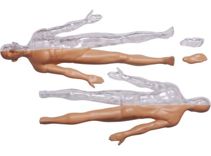 4D Master - Anatomie člověka - 1 polovina těla 33 cm - Poškozený obal