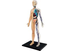 4D Master - Anatomie člověka - 1 polovina těla 33 cm