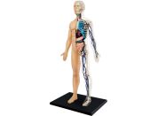 4D Master - Anatomie člověka - 1 polovina těla 33 cm