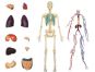 4D Master - Anatomie člověka - 1 polovina těla 33 cm 2