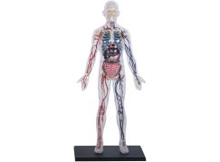 4D Master - Anatomie člověka - Transparentní tělo 33 cm