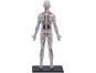 4D Master - Anatomie člověka - Transparentní tělo 33 cm 2