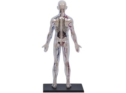 4D Master - Anatomie člověka - Transparentní tělo 33 cm