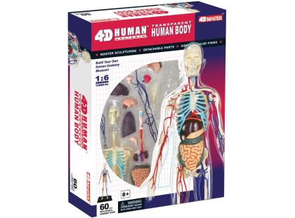 4D Master - Anatomie člověka - Transparentní tělo 33 cm