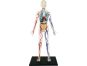 4D Master - Anatomie člověka - Transparentní tělo 33 cm 6