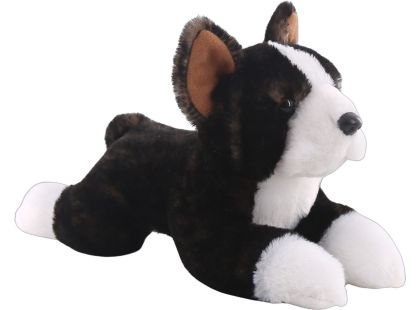 Bostonský teriér 25 cm
