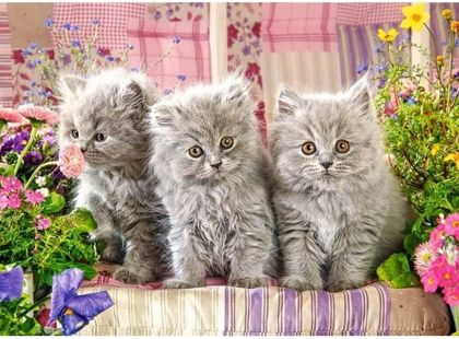 Castorland Puzzle Tři šedivá koťátka 300 dílků