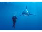 Clementoni Puzzle National Geographic Bílý žralok 1000d 2