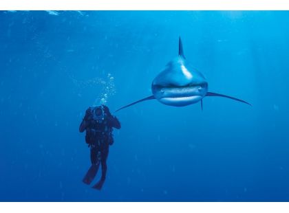 Clementoni Puzzle National Geographic Bílý žralok 1000d