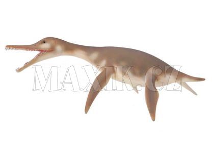 Collecta Dolichorhynchops