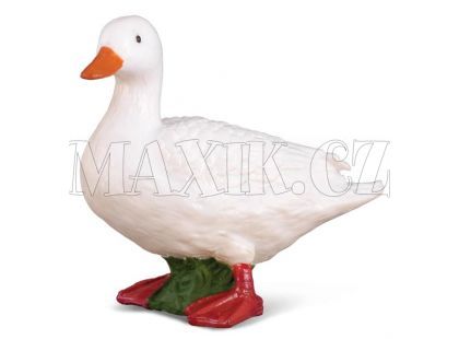 Collecta Kachna