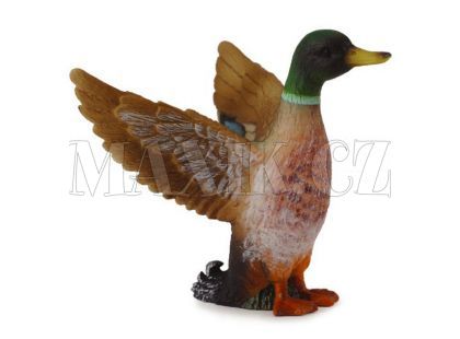 Collecta Kačer kachny divoké