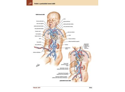 Cpress Netterův anatomický atlas člověka Překlad 8. vydání
