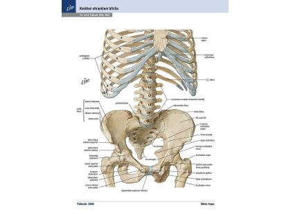 Cpress Netterův anatomický atlas člověka Překlad 8. vydání