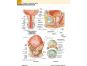 Cpress Netterův anatomický atlas člověka 4