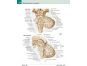 Cpress Netterův anatomický atlas člověka 5