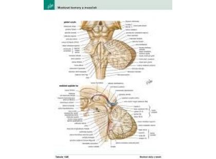 Cpress Netterův anatomický atlas člověka