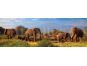Dino Puzzle Panoramic Stádo slonů 1000dílků 2