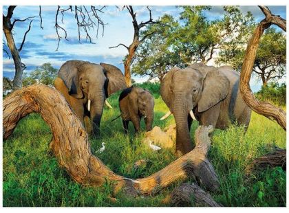 Dino Puzzle Sloni z Botswany 1000dílků