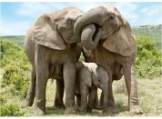 Dino sloní rodina 1000 puzzle