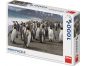 Dino Puzzle Tučňáci 1000 dílků 2