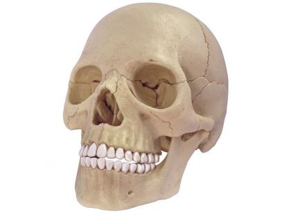HM Studio Anatomie člověka lebka - Poškozený obal