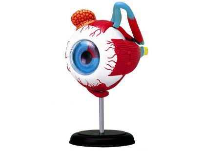 HM Studio Anatomie člověka oko - Poškozený obal 