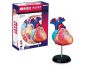 HM Studio Anatomie člověka srdce 4