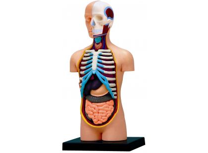 HM Studio Anatomie člověka trup