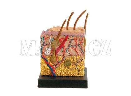 Lidský anatomický model - Lidská kůže EIN-O E23704