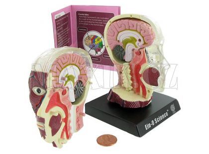 Lidský anatomický model - Mozek a lebka EIN-O E23703